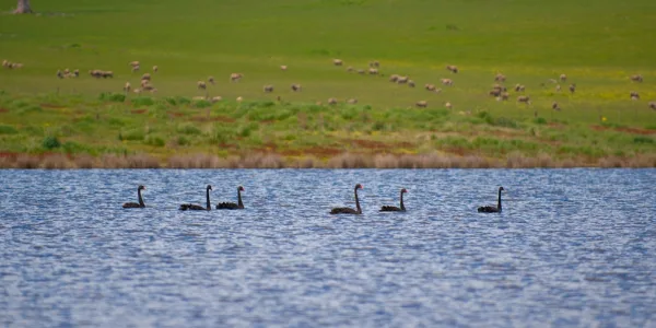 Swans on dam