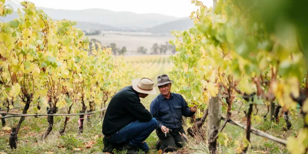 GSEIS Web Res 389 Tolpuddle Vineyard Manager Carlos Souris 4 2025 1