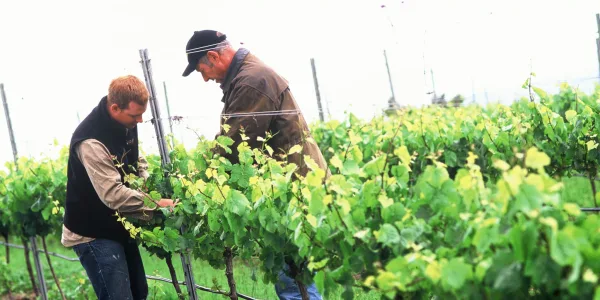 Spring Vale Vineyard